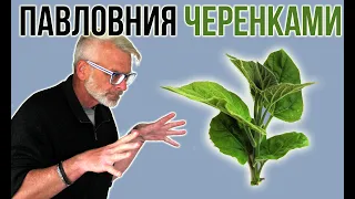 ПАВЛОВНИЯ / Размножение зелёными черенками / Игорь Билевич