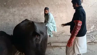 Kundhi Buffalo artificial insemination ke result