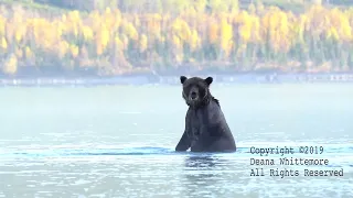 "Fishing Bears of Crescent Lake Alaska.2