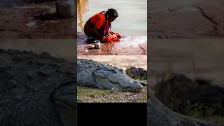 Crocodile drags a woman into the river and eats her alive in Odisha, India. #news #information