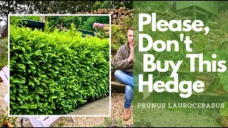 The best hedges to plant and why! Evergreen Vs Deciduous including cost effective options!