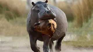 Hippo Crushes The Lion's Skull in Vengeance For His Mother | Hippo Baby Vs Lions Real Fight