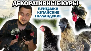 ДЕКОРАТИВНЫЕ КУРЫ! Бентамка, китайские шелковые, шершетки кучерявые, голландские белохохлые🐔 #куры