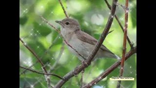 ЗВУКИ деревенского УТРА// релакс+видео