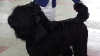 Borovuha: gorgeous Russian Black Terrier. Боровуха: безумно красивый РЧТ