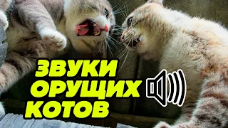 Коты дерутся звук: звуки орущих котов