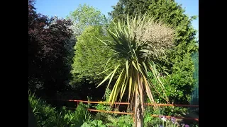 How to grow Palm trees outside in the UK - spring trim off old leaves