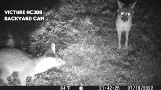 Backyard Cam: Victure HC300 Trail Camera Video July 14-17, 2022