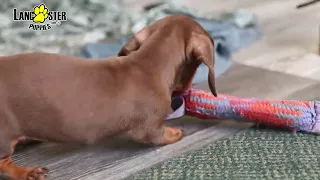 Cute and Playful Mini Dachshund Puppies