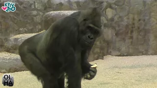 Горила Тоні в КиївЗоо/Gorilla Toni in Kiev Zoo