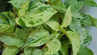 Marble Queen Pothos 👑