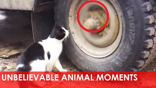 🐱  25 Unbelievable Animal Moments Caught On Camera - Incredible Compilation