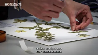 How herbarium specimens are prepared at the Cambridge University Herbarium