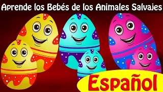 Aprende los Bebés de los Animales Salvajes y Sonidos de Animales (Baby Wild Animals) | ChuChu TV