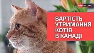 🐱Ціни на утримання КОТІВ у Канаді - відкриваємо правду! #котики  #домашнітварини  #канада