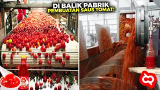 Sering Dikonsumsi Tapi Gak Tau Cara Olahnya? Begini Proses Pabrik Dari Bibit Sampai Jadi Saus Tomat