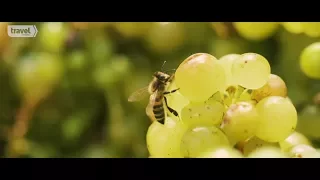 How Wine is Made - Travel Channel Short