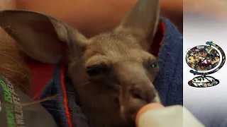 The Australians Caring for the Animals Injured and Orphaned by Fire