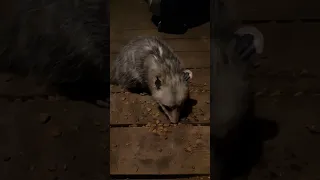 little opossum visit, good to see our little exterminator!