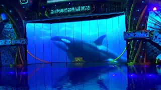 Шоу Кругосветное путешествие. Косатки🐬