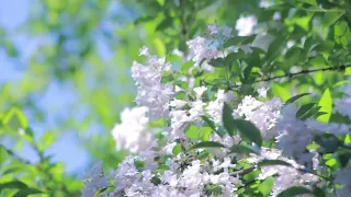 The most beautiful flowers collection 8k ultra HD video.