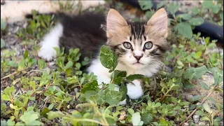 Day in the garden 🪴🐈✨#cats