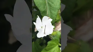 இந்திர புஷ்பம் | Thunbergia Flowers #33 #shorts