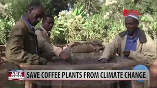 Save Coffee Plants From Climate Change