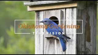 Oklahoma Gardening May 20, 2023