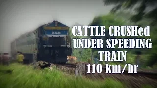 LIVE ACCIDENT: CATTLE CRUSHed by High Speed train at 110 km/hr | Lohit Express runs over cow