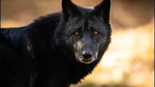 GIRL LIVING WITH BLACK WOLVES