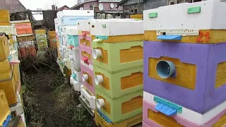 весенние проблемы с пчелами - одна из причин весеннего ослабления пчел в апреле и мае