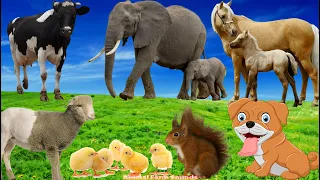 Cute Little Animals: Cat, Chicken, Goat, Elephant, Dog, Horse - Animal Videos