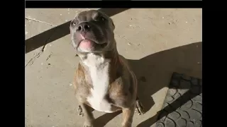 6 month old Pitbull Puppy TALKING