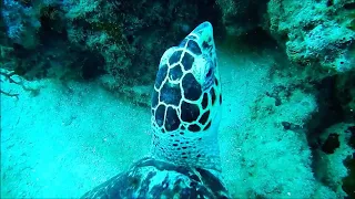 turtles swimming in the ocean , amazing view under the sea