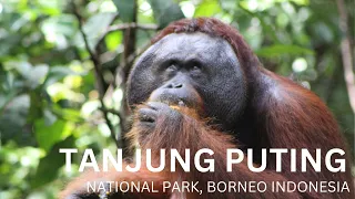 TANJUNG PUTING [INDONESIA] - Resistencia Nómade: Episodio 23