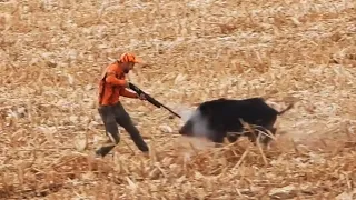 TOP WILD BOAR ATTACKS - YAKIN TEMAS DOMUZ SALDIRILARI