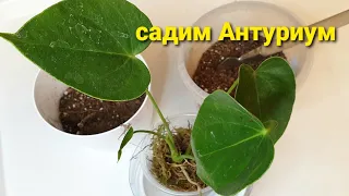 Как посадить Антуриум