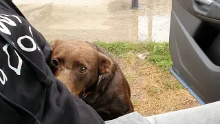 Friendly Stray Dog Waits Every Day In The Same Place For Someone To Save Him