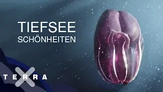 Unbekannte Tiere der Tiefsee