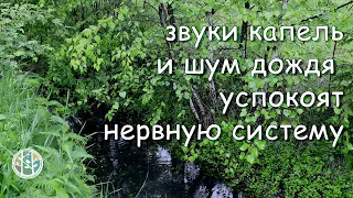 Крепкий, здоровый сон под шум дождя и нежные звуки капель о поверхность воды.