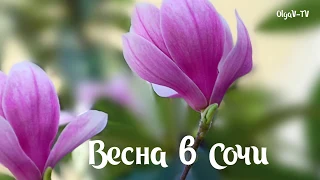 Весна в Сочи. Весенние цветы. Слайд-шоу.