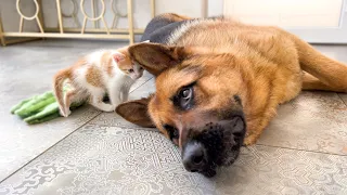 Tiny Kitten Demands Attention from German Shepherd