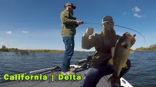 First PUNCH Fish of 2021 | CALIFORNIA DELTA