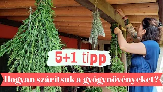 Hogyan szárítsuk a gyógynövényeket ? - 5+1 TIPP - #fitoterápia