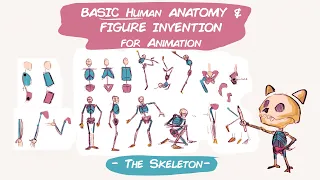 Basic Human Anatomy & Figure Invention for Animation - The Skeleton -