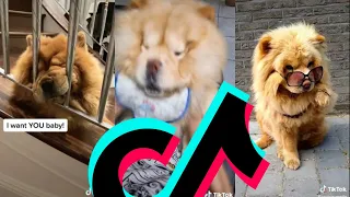 Cutest Chow Chow TikTok Compilation | Dogs Of TikTok