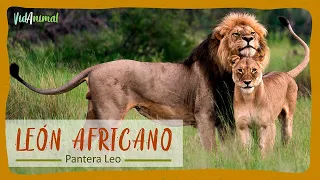 TODO SOBRE el LEÓN AFRICANO: El rey de la sabana.