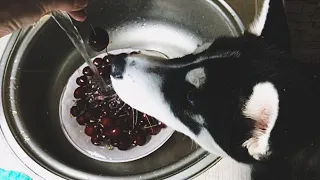 Лиса пробует черешню 🍒