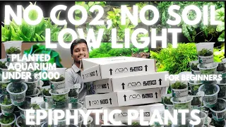 NO CO2 | NO SOIL | LOW LIGHT | Planted aquarium | low tech | low budget aquarium | best plants